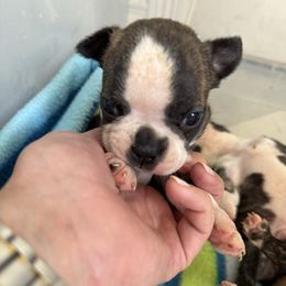 Female 2 - Black brindle and white female Boston Terrier puppy in Powell Butte, Oregon from RVF Boston Terriers