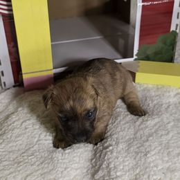 Miss Yellow - Brindle female Cairn Terrier puppy in Savannah, Missouri from WoodSchott Cairn Terriers