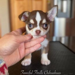 Capone - Chocolate and tan male Chihuahua puppy in Michigan from Fanciful Thrills Kennel