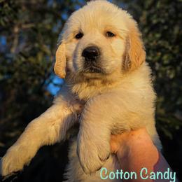 Golden Retriever Puppies from CentralFLGoldens