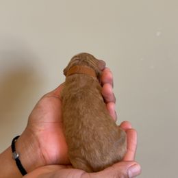Brown, Mini - Red  male Goldendoodle puppy in Winston Salem, North Carolina from Shihtzuandoodlenc.LLC