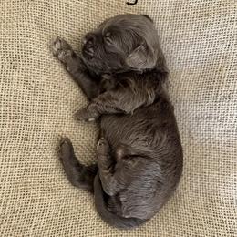 Sergeant - Chocolate female Australian Labradoodle puppy in Helena, Montana from Labradoodles of Montana