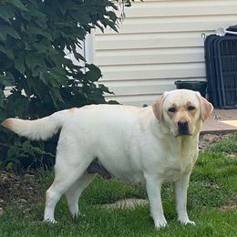 Aspen - Labrador Retriever