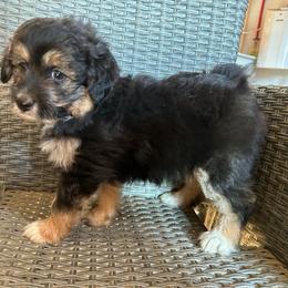 Sparkle - Black tri-color female Aussiedoodle puppy in Loretto, Tennessee from K Kountry Farm