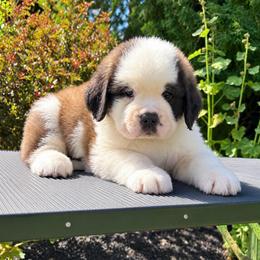 Blue Collar - Brown and white male Saint Bernard puppy in New York from Johnson Farms