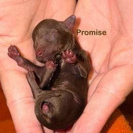 Bean - Brown female Poodle puppy in Ardmore, Oklahoma from The Poodles of Green Acres