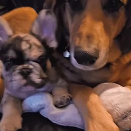 French Bulldog Puppies from St Louis Frenchies