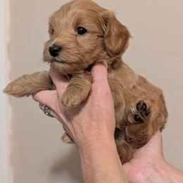 Green Boy - straight-coated apricot - Red male Whoodle puppy in Kalispell, Montana from Countryman Whoodles