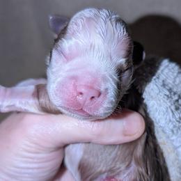 Red Baby Girl 2 - Red female Boston Terrier puppy in Kingsport, Tennessee from Sleepwalker Bostons