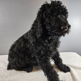 Poodle Puppies from PDX Doodle Works