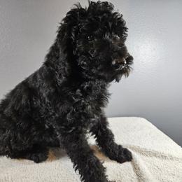 Poodle Puppies from PDX Doodle Works