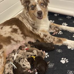 Aussiedoodle Puppies from Gore Doodle Ranch