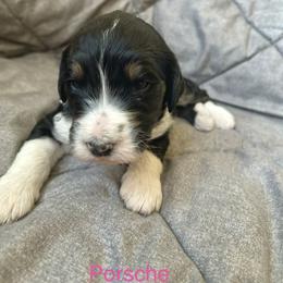 Porsche - Tri-color female Bernedoodle puppy in Urbandale, Iowa from Bernedoodlesbest