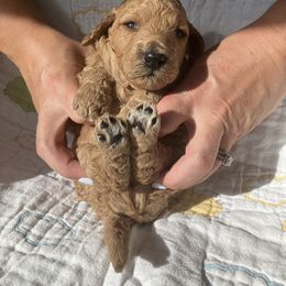 Goldendoodle Puppies from Cassie Farms
