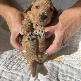 Goldendoodle Puppies from Cassie Farms