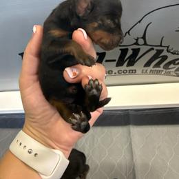 Girl 4 - Black and rust female Rottweiler puppy in Mcminnville, Oregon from JHB Rottweilers