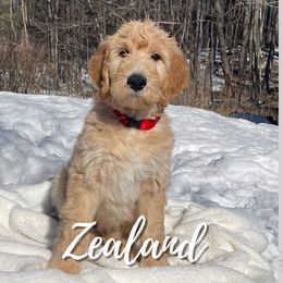 Zealand - Goldendoodle puppy in Conway, New Hampshire from Arbor Grace Doodles