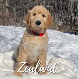 Zealand - Goldendoodle puppy in Conway, New Hampshire from Arbor Grace Doodles