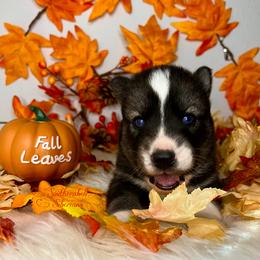 Siberian Husky Puppies from SouthernBell Siberian Huskies