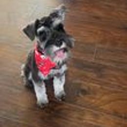 Miniature Schnauzer Puppies from Pups With Potential
