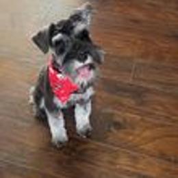 Miniature Schnauzer Puppies from Pups With Potential