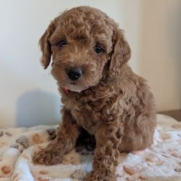 Teddy - male Whoodle puppy in Layton, Utah from Penny's Puppies