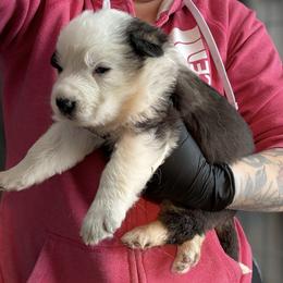 Panda Female - Panda female German Shepherd puppy in Tafton, Pennsylvania from Pocono GSD