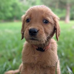 Pink - Dark golden female Golden Retriever puppy in Midland, North Carolina from Alger Farm, LLC