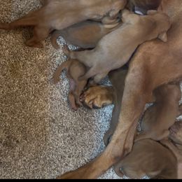 1st pick girl - Red golden female Vizsla puppy in Boaz, Alabama from MountainTop Vizslas