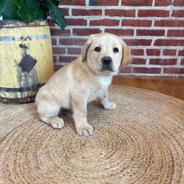 Peanut - Yellow male Labrador Retriever puppy in Archer Lodge, North Carolina from Archer Lodge Labradors