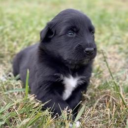 Paul - Black & white male Australian Shepherd puppy in Nicholasville, Kentucky from Sugar Creek Aussies