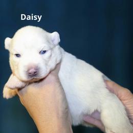Daisy - White female Pomsky puppy in Fredericksburg, Virginia from Purely Pomskies