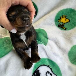 Long hair wild boar male - Wild boar male Dachshund puppy in Andalusia, Alabama from Sweet Home Alabama Dachshunds