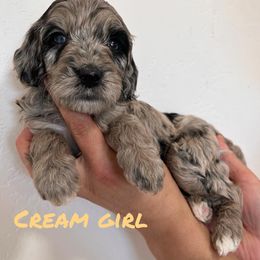 Girl 6 - Goldendoodle puppy in Modesto, California from Two Doods Doodles
