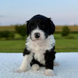 Merry-Go-Baa - Black and white female Sheepadoodle puppy in Adams, Nebraska from Boxcar Doodles and Poodles
