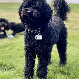 Australian Labradoodle Puppies from Tiny Treasures Australian Labradoodles