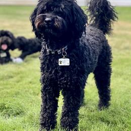 Australian Labradoodle Puppies from Tiny Treasures Australian Labradoodles