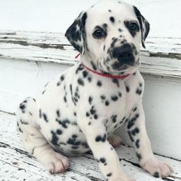Red Male (HUA) - White and black male Dalmatian puppy in Westhoff, Texas from Smart Dalmatians (LUA/HUA)