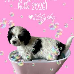 Blythe - Black and white female Cavapoo puppy in Thorndale, Texas from Hattie’s Texas Cavapoos