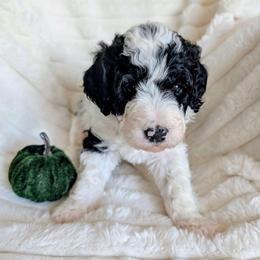 Pearl - Black and white female Bernedoodle puppy in Elkhart, Iowa from Quality Iowa Doodles