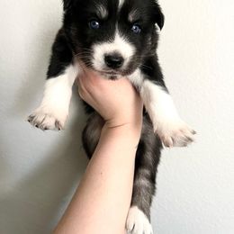 Siberian Husky Puppies from OAZS Pups