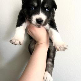 Siberian Husky Puppies from OAZS Pups