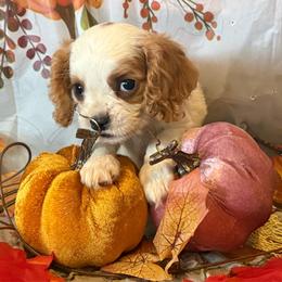 Toto - Blenheim male Cavalier King Charles Spaniel puppy in Conway, Missouri from Jordan  Harrison