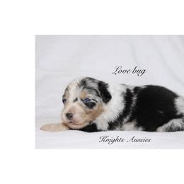 Love bug - Blue merle female Australian Shepherd puppy in Ceres, California from Knight's Aussies