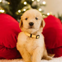 Girl 2 - female Golden Retriever puppy in Sanger, California from SDPREMIERGOLDENS