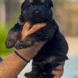 Girl 1 - Black and red female German Shepherd puppy in Pickens, South Carolina from Von Maqqedah Haus German Shepherds