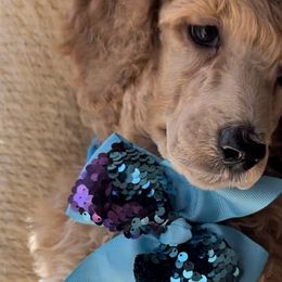Boy 1 - Poodle puppy in Oceanside, New York from Anastasia STANDARD Poodles three four seven seven five four two three four five