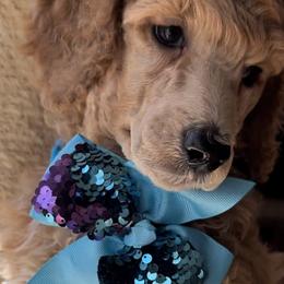 Boy 1 - Poodle puppy in Oceanside, New York from Anastasia STANDARD Poodles three four seven seven five four two three four five