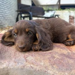 Bear - Chocolate and tan male Dachshund puppy in Hope, Arkansas from Duckett Lane Dachshunds