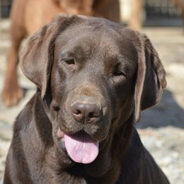 Hershey - Labrador Retriever